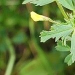 Medicago laciniata Bloem