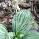 Tinantia erecta Flower