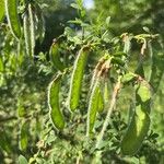 Cytisus scopariusFruit