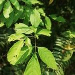 Allophylus africanus Blatt