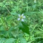 Geum laciniatum Flower