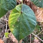 Dombeya pilosa পাতা