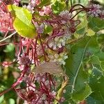 Cuscuta europaea Hoja