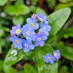 Myosotis sylvatica 花