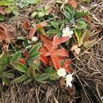 Potentilla alba 葉