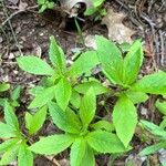 Oclemena acuminata Blad