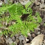 Thelypteris noveboracensis Leaf