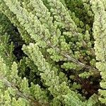 Calluna vulgaris Leaf