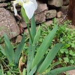 Iris florentina Habit