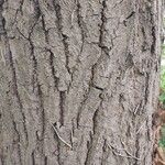 Tilia mandshurica Corteza