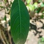 Schaueria calytricha Leaf
