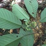 Psychotria panamensis Jani