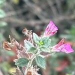 Teucrium × lucidrysΛουλούδι