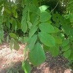 Cladrastis kentukea Feuille