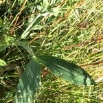 Lathyrus heterophyllus Leaf