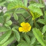 Potentilla reptans Květ