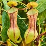 Nepenthes mirabilis Blatt