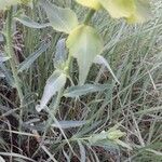 Euphorbia serrata Leaf