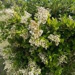 Ligustrum japonicum Цветок