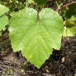 Vitis californica Blatt