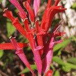 Salvia elegans Kukka