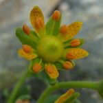 Saxifraga aizoides Flors