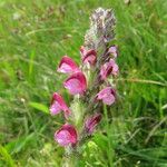 Pedicularis mixta Flower