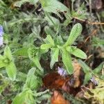 Echium sabulicola Blatt