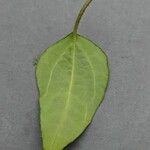 Ficus heterophylla Ліст