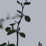 Alnus rubra Leaf