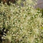 Libanotis pyrenaica 花