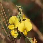 Crotalaria retusa Квітка