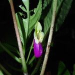 Impatiens niamniamensis Flower