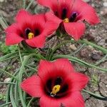 Romulea monadelpha Flor