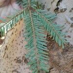 Abies alba Leaf