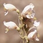 Penstemon palmeri Flor