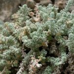 Galium canum Leaf