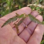 Aeschynomene villosa Leaf