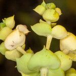 Euphorbia pithyusa Bark