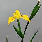 Iris pseudacorus फूल