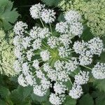 Imperatoria ostruthium Libunga