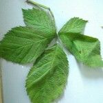 Rubus nemorosus Leaf