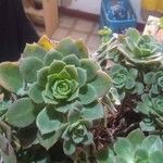 Aeonium haworthii Листок