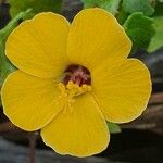 Pavonia burchellii Цвят