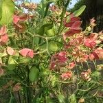 Euphorbia bracteata Leaf