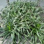 Ophiopogon japonicus Pokrój