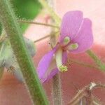 Desmodium procumbens Цвят