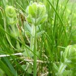 Cruciata pedemontana Leaf