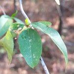 Gelsemium sempervirens Leaf