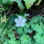 Geranium maculatumÕis